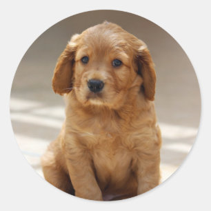 Niedliches Puppy-Portrait-Foto Runder Aufkleber
