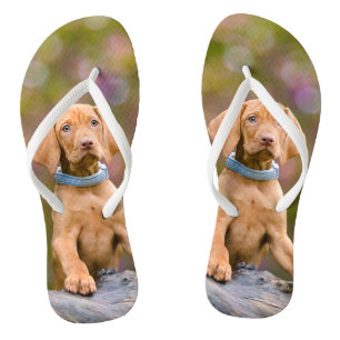 Niedliches puppyeyed Ungar Vizsla Hundewelpen-Foto Flip Flops