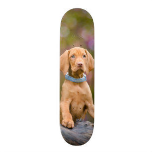 Niedliches puppyeyed Ungar Vizsla Hundewelpen-Foto Skateboard
