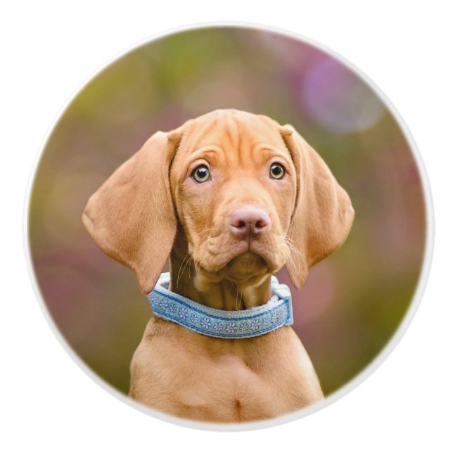 Niedliches puppyeyed Ungar Vizsla Keramikknauf (Vorderseite)