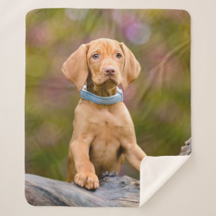 Niedliches puppyeyed Ungar Vizsla Sherpadecke