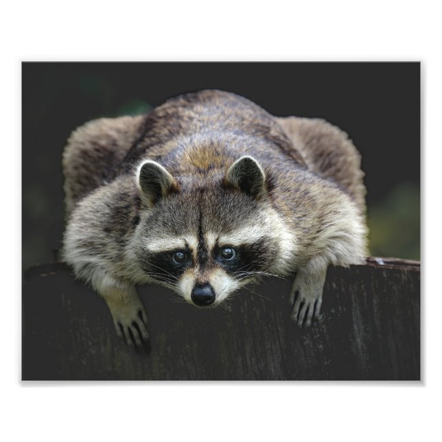 Niedliches Raccoon auf einem Rundgang Fotodruck (Vorne)