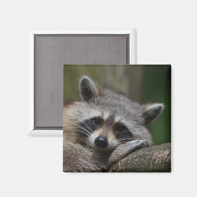 Niedliches Raccoon-Gesicht Magnet (Vorderseite/Rückseite)