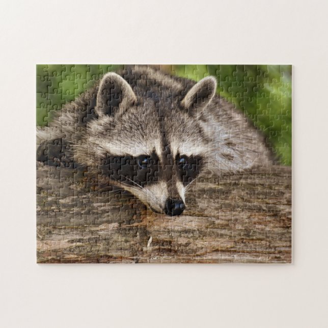 Niedliches Raccoon im Foto Forest Puzzle (Horizontal)