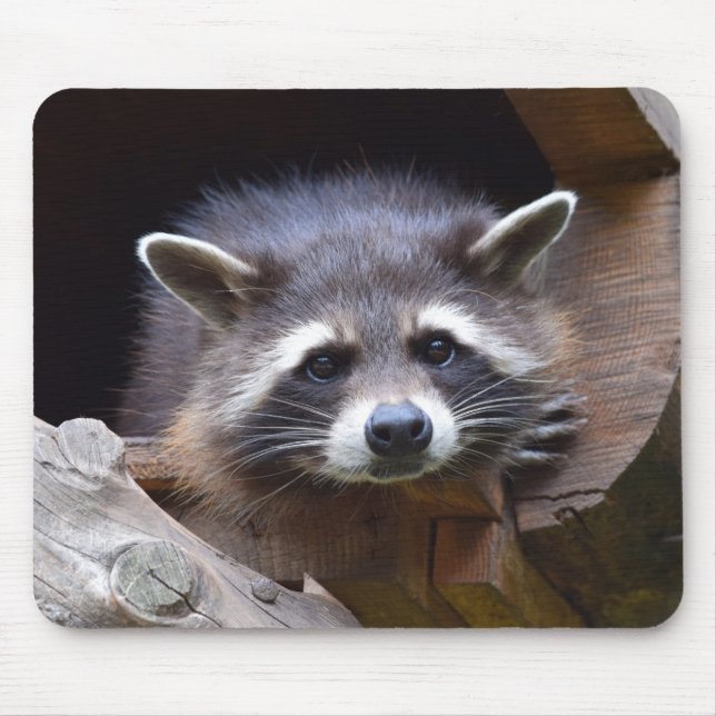 Niedliches Raccoon Mousepad (Vorne)