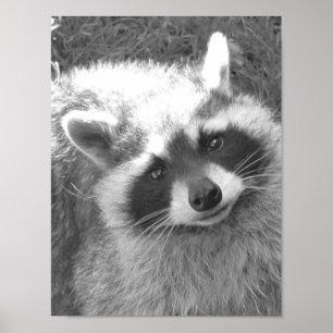 Niedliches Raccoon Poster
