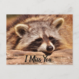 Niedliches Raccoon Postkarte