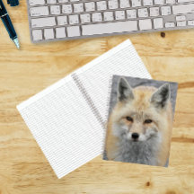 Niedliches Red Fox-Foto