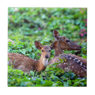 Niedliches Reh liegt im Wald mit Mutter Fliese