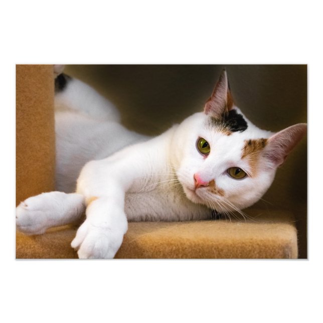Niedliches Relaxen White Calico Cat Foto drucken (Vorne)