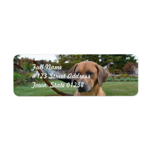 Niedliches Rhodesian Ridgeback