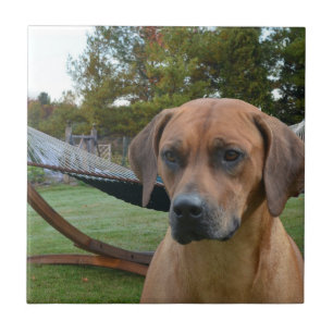 Niedliches Rhodesian Ridgeback Fliese