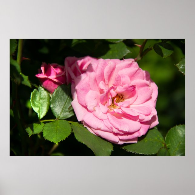 Niedliches Rosa-Foto Poster (Vorne)