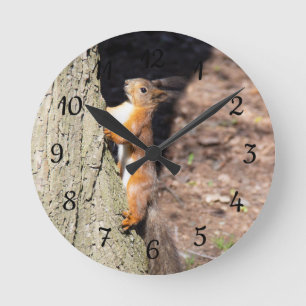 Niedliches Rotes Eichhörnchen auf einem Baumposter Runde Wanduhr