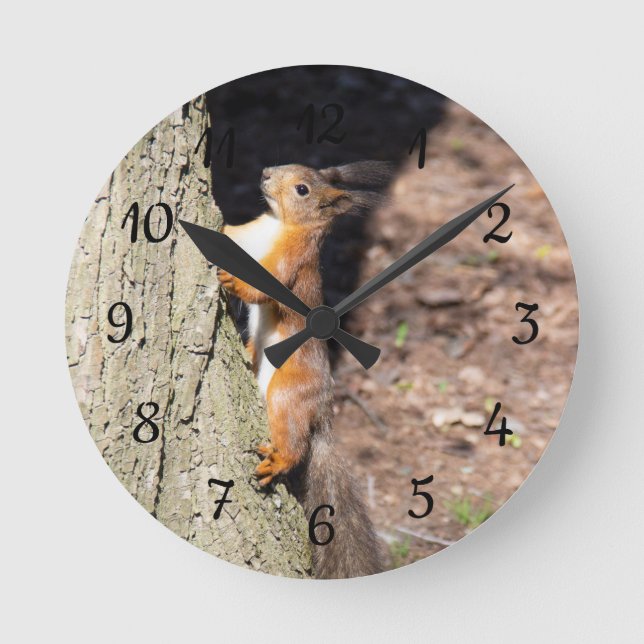 Niedliches Rotes Eichhörnchen auf einem Baumposter Runde Wanduhr (Vorderseite)