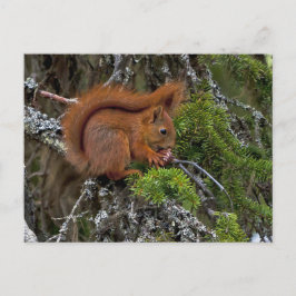 Niedliches Rotes Eichhörnchen-Foto Postkarte