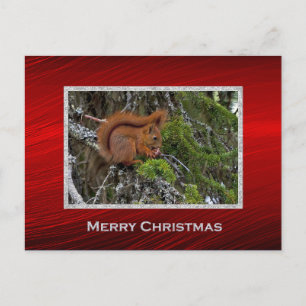 Niedliches Rotes Eichhörnchen Foto Weihnachten Postkarte