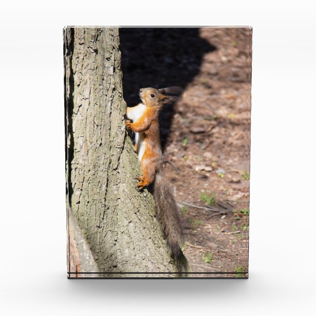 Niedliches Rothörnchen auf einem Baum Fotoblock (Vorderseite)