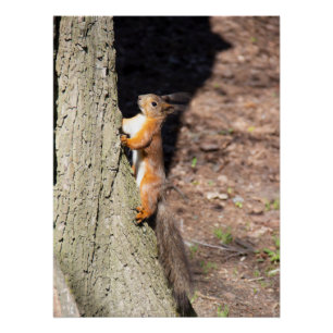 Niedliches Rothörnchen auf einem Baum Poster