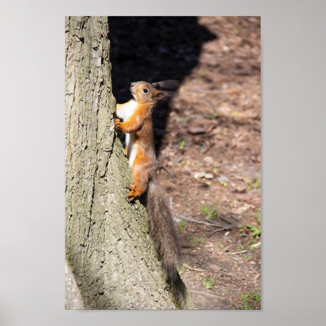 Niedliches Rothörnchen auf einem Baum Poster (Vorne)