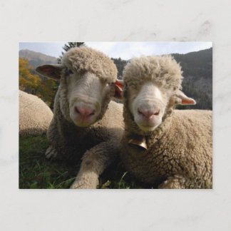 Niedliches Schaf Postkarte