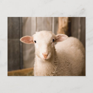 Niedliches Schaf Postkarte
