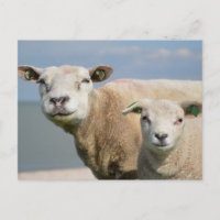 Niedliches Schaf