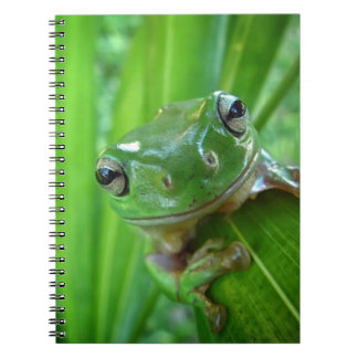 Niedliches schauendes Baum-Frosch-nahes hohes Notizblock