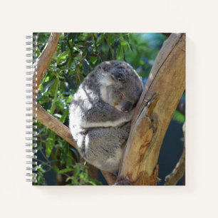 Niedliches Schlafen Koala in Bäumen Notizbuch