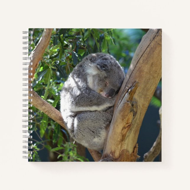Niedliches Schlafen Koala in Bäumen Notizbuch (Vorderseite)