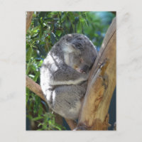 Niedliches Schlafen Koala in Bäumen