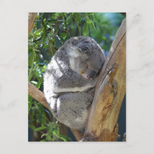Niedliches Schlafen Koala in Bäumen Postkarte