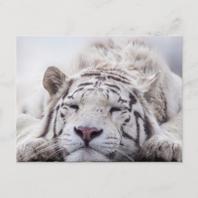 Niedliches Schlafen White Tiger Postkarte (Vorderseite)