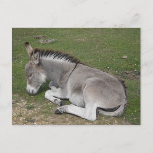 Niedliches schlafendes Baby Eselfoto Postkarte