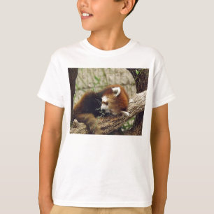 Niedliches Schlafenroter Panda mit Nahrung in ihr T-Shirt