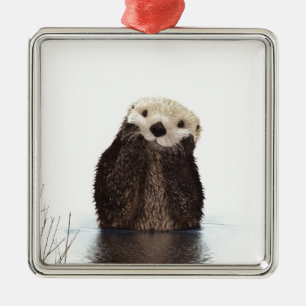 Niedliches, schmeichelhaftes Otter Silbernes Ornament