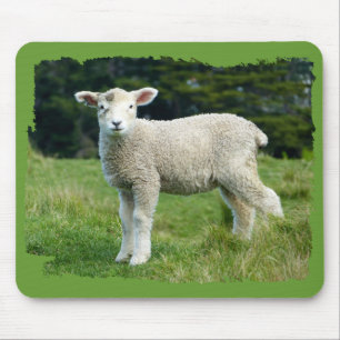 Niedliches, schmutziges Lamm, Baby-Schaf auf der W Mousepad