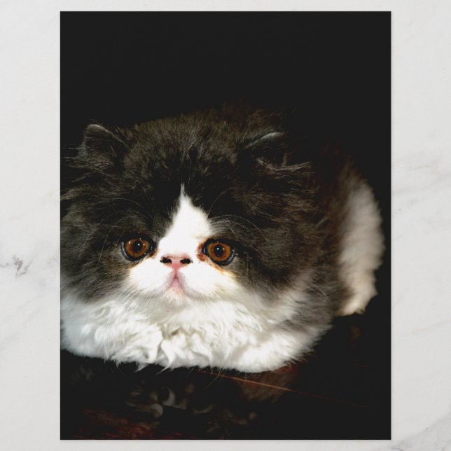 Niedliches Schwarz-Weiß-Kätzchen (Vorderseite)