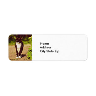 Niedliches Schwarz-Weiß-Tuxedo-Kat-Foto