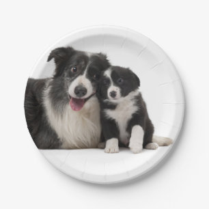 Niedliches Schwarz-weißes Puppy-Dose-Border-Collie Pappteller