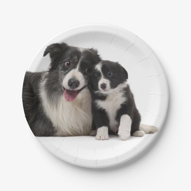 Niedliches Schwarz-weißes Puppy-Dose-Border-Collie Pappteller (Vorderseite)