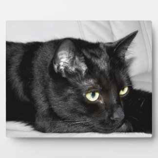 Niedliches schwarze Katzen-Porträt Fotoplatte