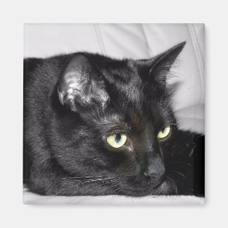 Niedliches schwarze Katzen-Porträt Magnet