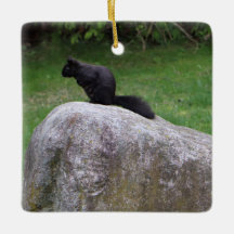 Niedliches Schwarzes Eichhörnchen auf einem Rock N