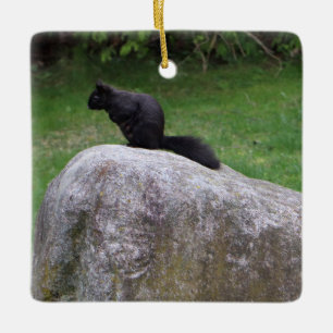 Niedliches Schwarzes Eichhörnchen auf einem Rock N Keramikornament