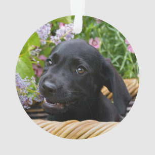 Niedliches schwarzes ornament