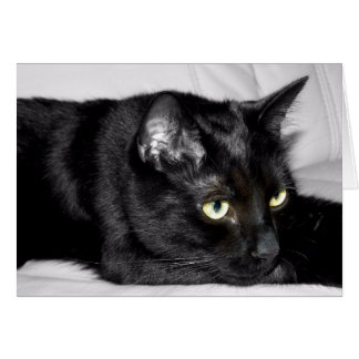 Niedliches Schwarzkatzenportrait