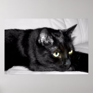 Niedliches Schwarzkatzenportrait Poster