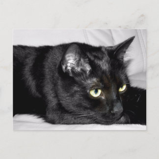 Niedliches Schwarzkatzenportrait Postkarte