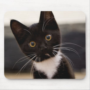 Niedliches Schwarzweiss-Tuxedo-Kätzchen Mousepad